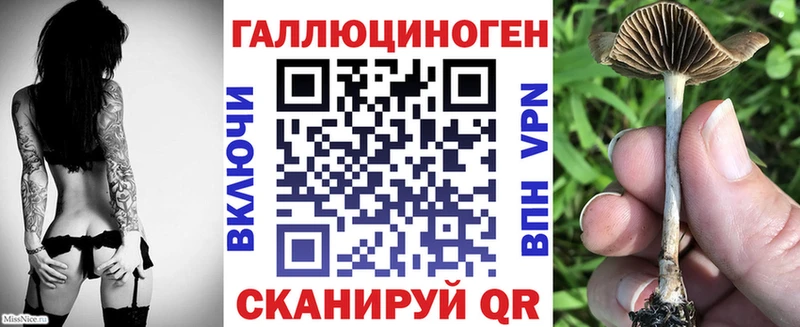 Псилоцибиновые грибы Psilocybine cubensis  как найти   Гусев 
